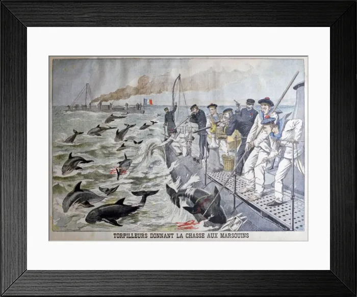 Framed Print : French torpedo boats hunting porpoises, 1903 Framed Print : French torpedo boats hunting porpoises, 1903