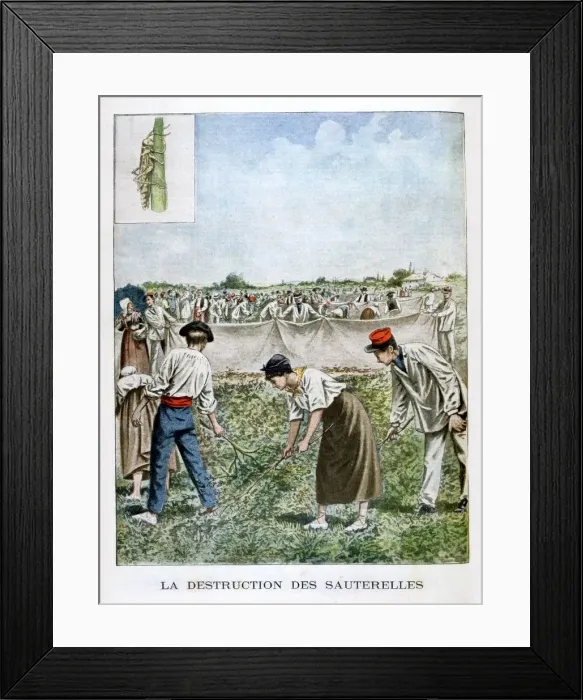 Framed Print : Destroying the grasshopper, 1901 Framed Print : Destroying the grasshopper, 1901