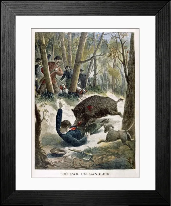 Framed Print : A hunter killed by a wild boar, 1901 Framed Print : A hunter killed by a wild boar, 1901
