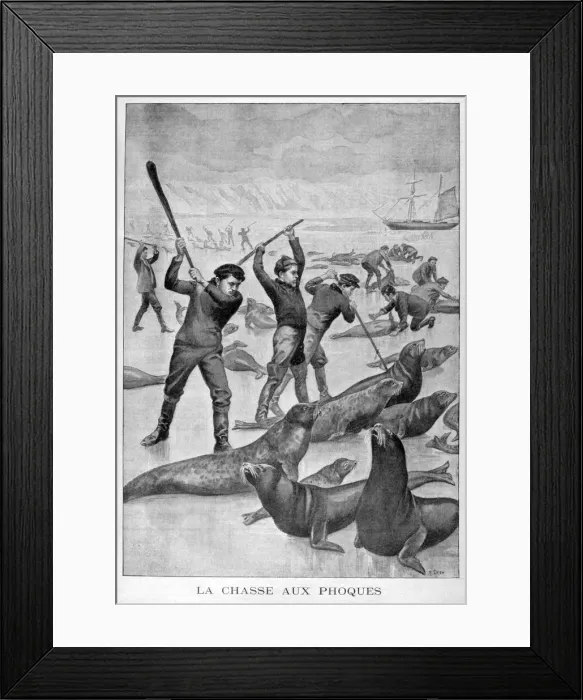Framed Print : Seal hunting, Newfoundland, 1902