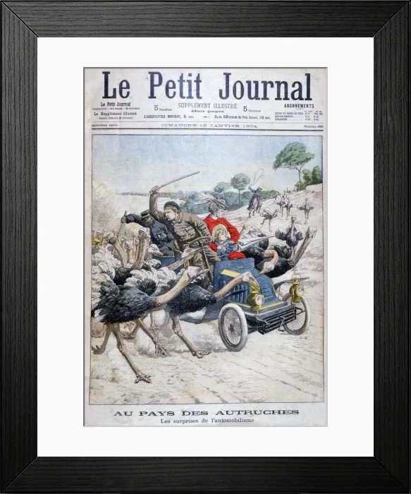 Framed Print : Ostriches attacking a car, California, USA, 1904 Framed Print : Ostriches attacking a car, California, USA, 1904