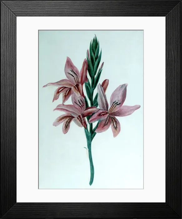 Framed Print : Glaieul (Gladioli), 19th century. Artist: George Sand Framed Print : Glaieul (Gladioli), 19th century. Artist: George Sand