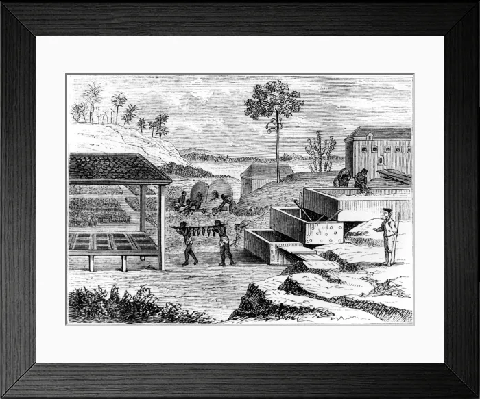 Framed Print : Preparing indigo, Santo Domingo, 1873 Framed Print : Preparing indigo, Santo Domingo, 1873