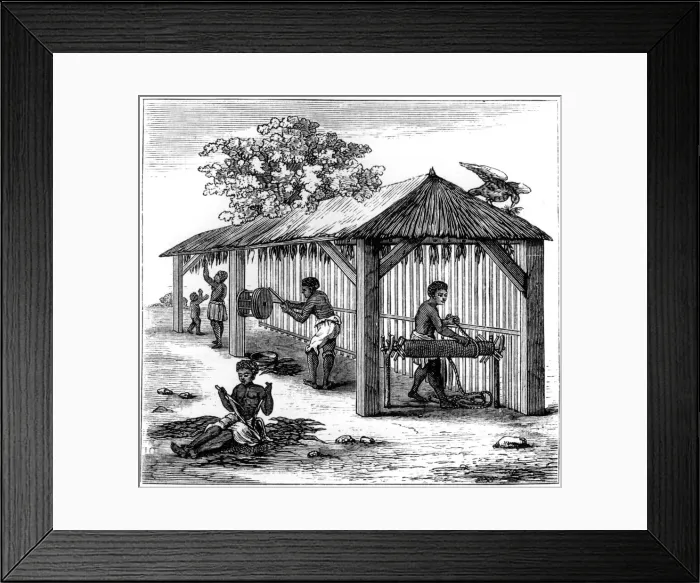 Framed Print : Tobacco preparation, 1873 Framed Print : Tobacco preparation, 1873