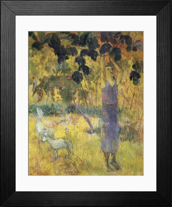 Framed Print : Man Picking Fruit from a Tree, 1897. Artist: Paul Gauguin Framed Print : Man Picking Fruit from a Tree, 1897. Artist: Paul Gauguin