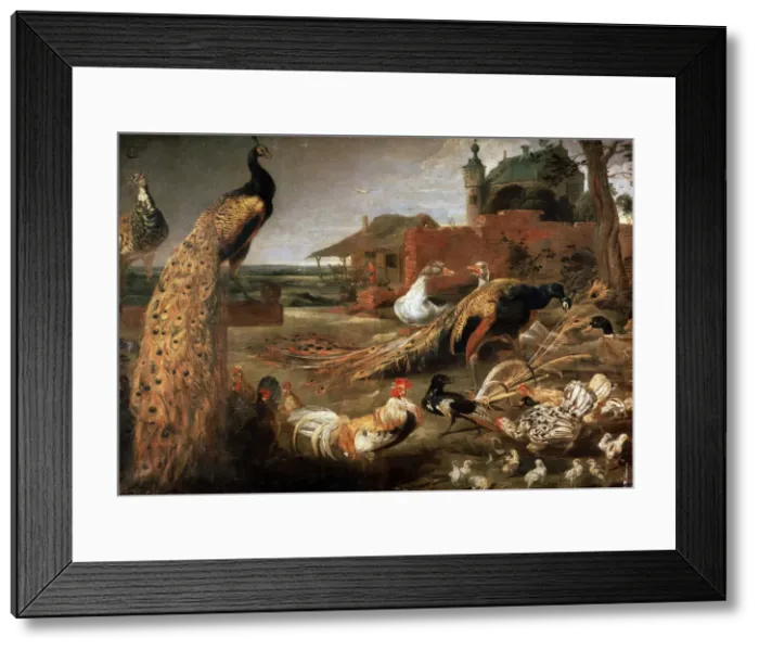 Framed Print : Crow in Peacocks Fathers, c1615-1690. Artist: Pauwel de Vos Framed Print : Crow in Peacocks Fathers, c1615-1690. Artist: Pauwel de Vos
