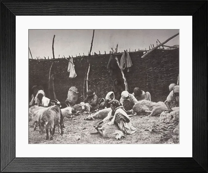 Framed Print : Sheep shearing, Russia, c1875-c1877. Artist: Ivan Boldyrev Framed Print : Sheep shearing, Russia, c1875-c1877. Artist: Ivan Boldyrev