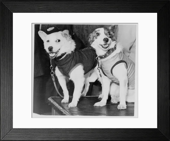 Framed Print : Belka and Strelka, Russian cosmonaut dogs, 1960 Framed Print : Belka and Strelka, Russian cosmonaut dogs, 1960