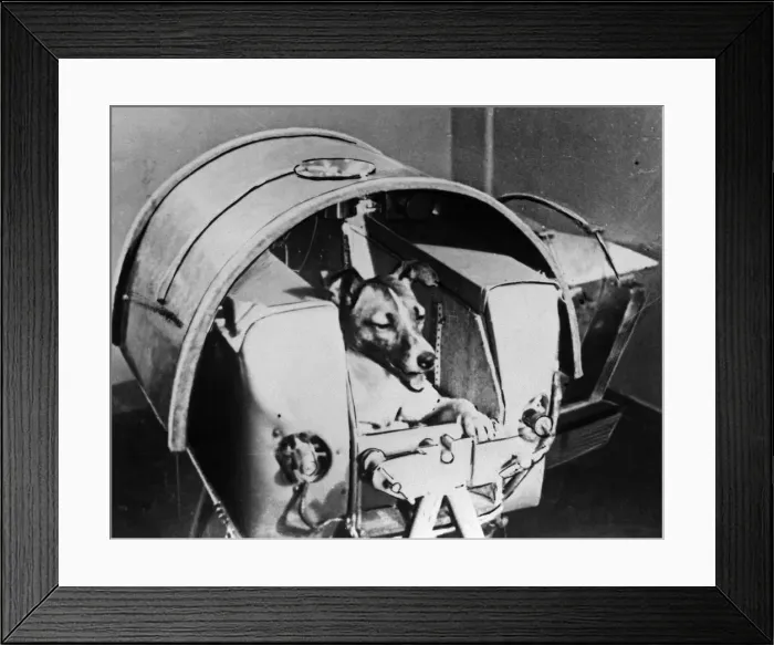 Framed Print : Laika, Russian cosmonaut dog, 1957 Framed Print : Laika, Russian cosmonaut dog, 1957