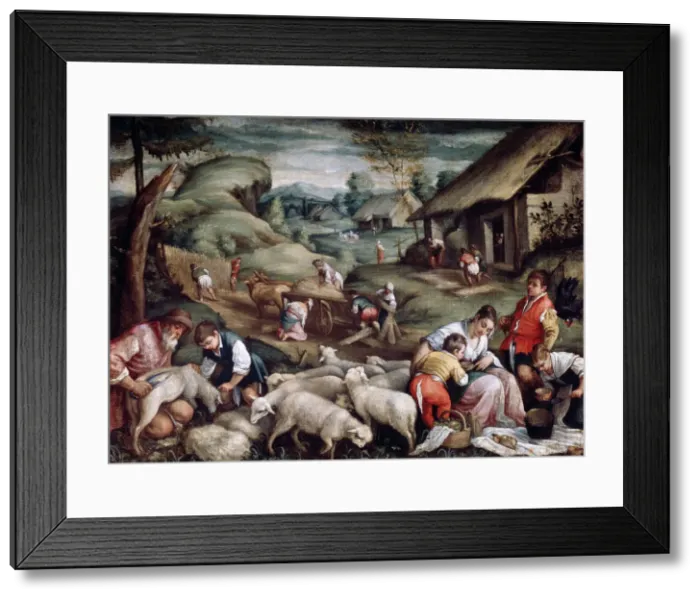 Framed Print : Summer. Sheep Shearing, c1570-c1580. Artist: Francesco Bassano II Framed Print : Summer. Sheep Shearing, c1570-c1580. Artist: Francesco Bassano II