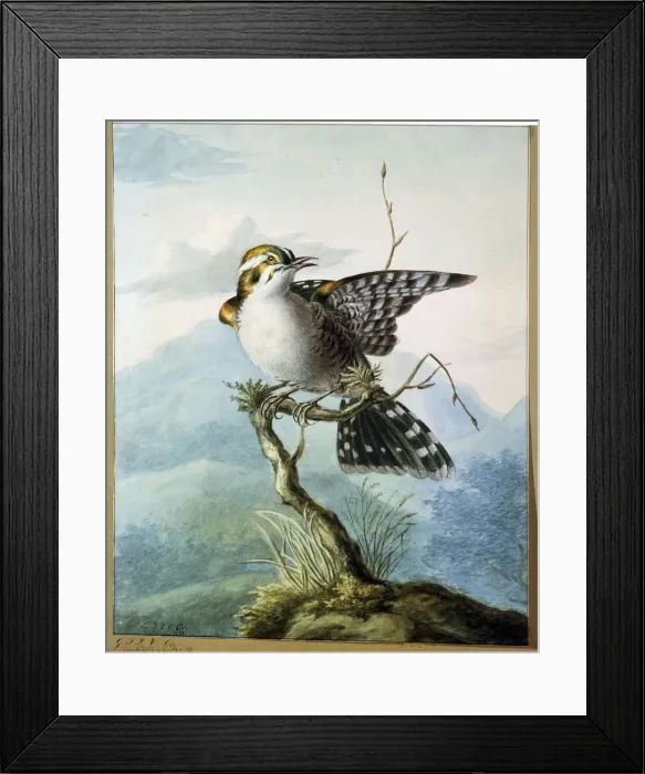 Framed Print : A Little Bird, 1798. Artist: Georgius Jacobus Johannes van Os Framed Print : A Little Bird, 1798. Artist: Georgius Jacobus Johannes van Os