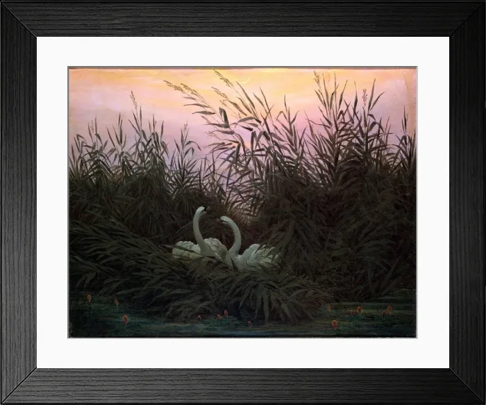 Framed Print : Swans in the Reeds, c1794-c1831. Artist: Caspar David Friedrich Framed Print : Swans in the Reeds, c1794-c1831. Artist: Caspar David Friedrich