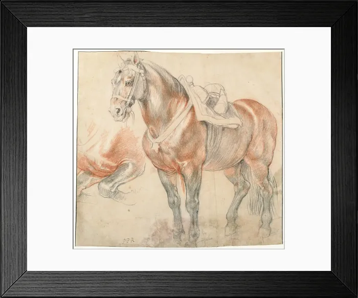 Framed Print : Saddled Horse, c. 1616-1618. Artist: Rubens, Pieter Paul (1577-1640) Framed Print : Saddled Horse, c. 1616-1618. Artist: Rubens, Pieter Paul (1577-1640)