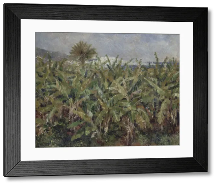 Framed Print : Field of Banana Trees (Champ de bananiers), 1881. Artist: Renoir, Pierre Auguste (1841-1919) Framed Print : Field of Banana Trees (Champ de bananiers), 1881. Artist: Renoir, Pierre Auguste (1841-1919)