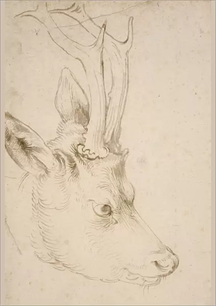 Head of a Roebuck, 1503. Artist: Durer, Albrecht (1471-1528)