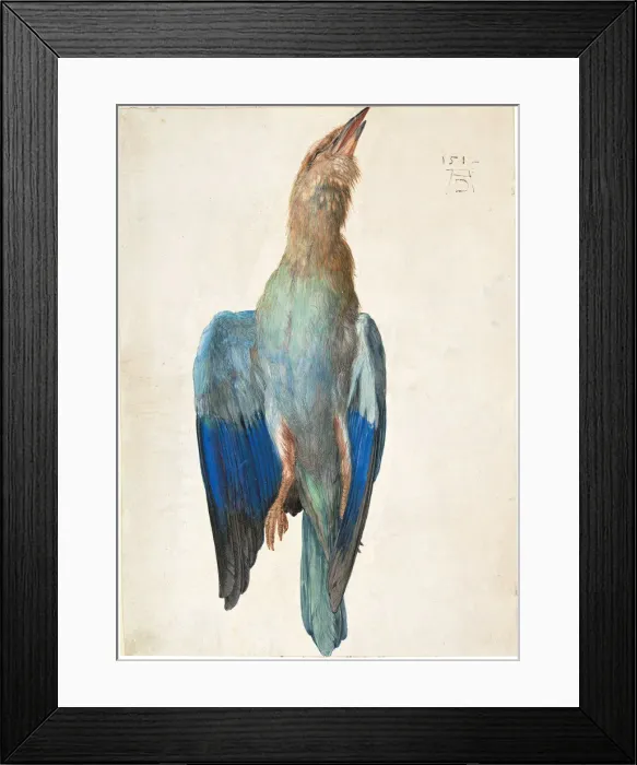 Framed Print : Dead Blue Roller, 1500 (or 1512). Artist: Durer, Albrecht (1471-1528) Framed Print : Dead Blue Roller, 1500 (or 1512). Artist: Durer, Albrecht (1471-1528)