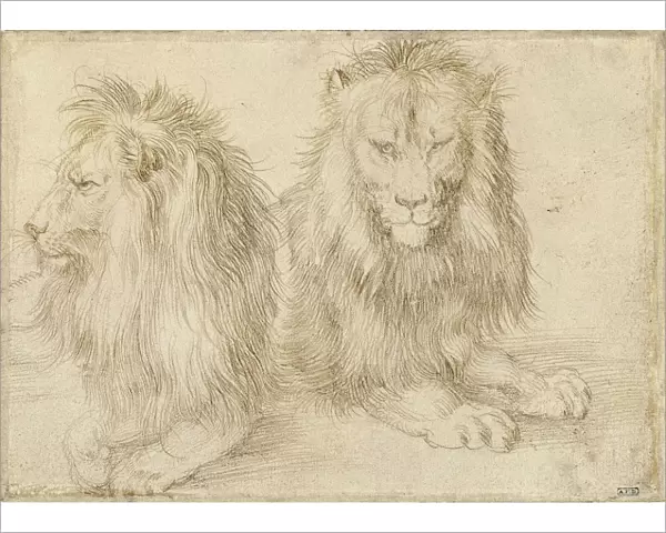 Two seated lions, 1521. Artist: Durer, Albrecht (1471-1528)