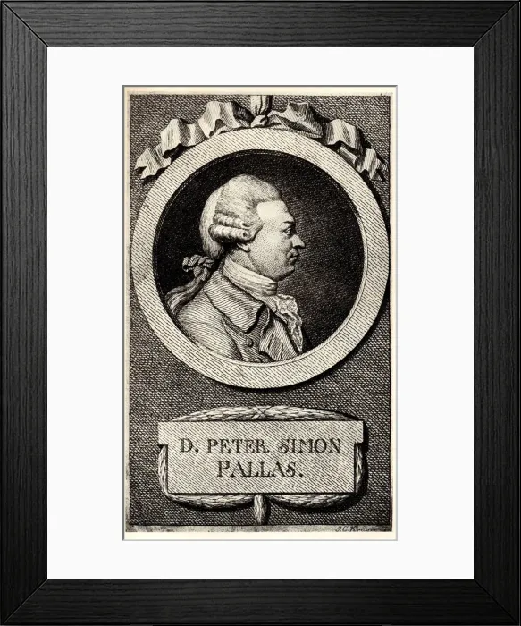 Framed Print : Portrait of the zoologist and botanist Peter Simon Pallas (1741-1811), Early 19th cen Artist: Anonymous Framed Print : Portrait of the zoologist and botanist Peter Simon Pallas (1741-1811), Early 19th cen Artist: Anonymous