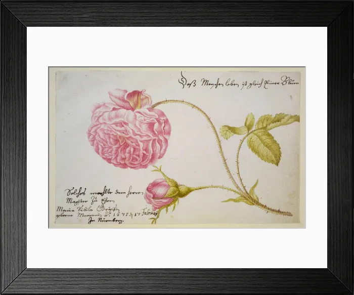 Framed Print : Album sheet with a rose, 1675. Artist: Merian, Maria Sibylla (1647-1717) Framed Print : Album sheet with a rose, 1675. Artist: Merian, Maria Sibylla (1647-1717)