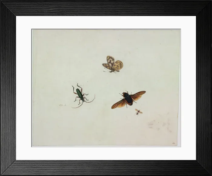 Framed Print : Four insects, End of 17th cen Artist: Bronkhorst, Johannes (1648-1727) Framed Print : Four insects, End of 17th cen Artist: Bronkhorst, Johannes (1648-1727)