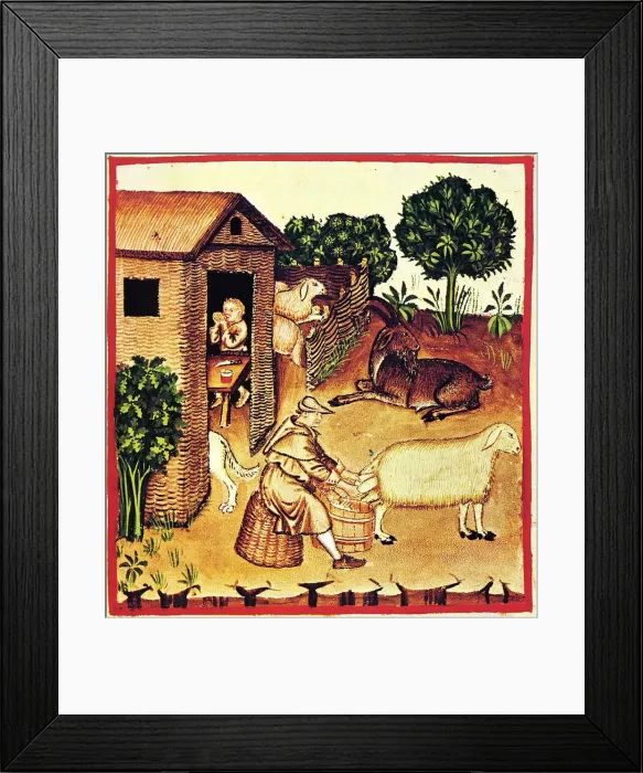 Framed Print : The production of cheese. A miniature from Tacuinum Sanitatis, Second Half of 14th cen Artist: Anonymous Framed Print : The production of cheese. A miniature from Tacuinum Sanitatis, Second Half of 14th cen Artist: Anonymous