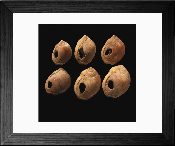 Framed Print : Perforated shell beads from Blombos Cave, South Africa. The oldest artifact of mankind, 70th millenn Framed Print : Perforated shell beads from Blombos Cave, South Africa. The oldest artifact of mankind, 70th millenn