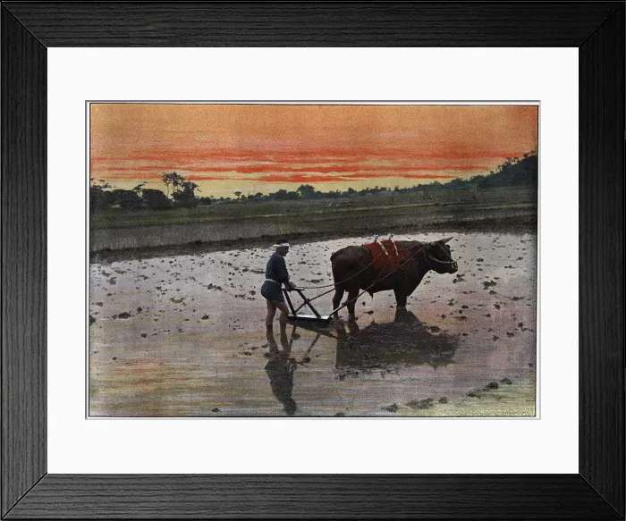 Framed Print : Preparation of a Rice Plantation in Japan, c1890. Artist: Charles Gillot Framed Print : Preparation of a Rice Plantation in Japan, c1890. Artist: Charles Gillot