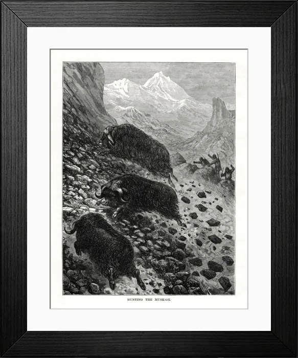 Framed Print : Hunting the musk-ox, 1877 Framed Print : Hunting the musk-ox, 1877