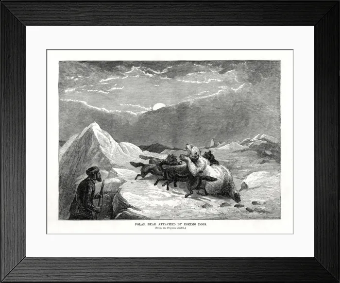 Framed Print : Polar Bear Attacked by Eskimo Dogs, 1877 Framed Print : Polar Bear Attacked by Eskimo Dogs, 1877