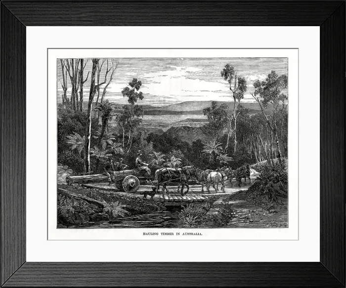 Framed Print : Hauling timber, Australia, 1877 Framed Print : Hauling timber, Australia, 1877