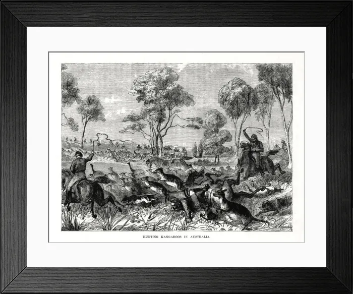 Framed Print : Hunting kangaroos, Australia, 1877