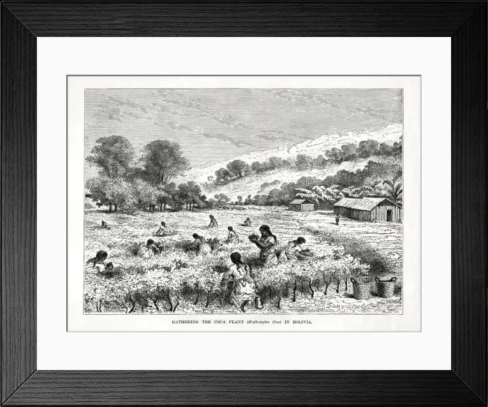 Framed Print : Gathering the Coca Plant (Erythroxylum coca) in Bolivia, 1877 Framed Print : Gathering the Coca Plant (Erythroxylum coca) in Bolivia, 1877