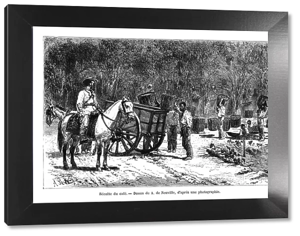 Harvesting the coffee, Brazil, 19th century. Artist: A de Neuville