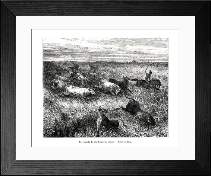 Framed Print : Livestock, Los Llanos, Venezuela, 19th century. Artist: Edouard Riou Framed Print : Livestock, Los Llanos, Venezuela, 19th century. Artist: Edouard Riou
