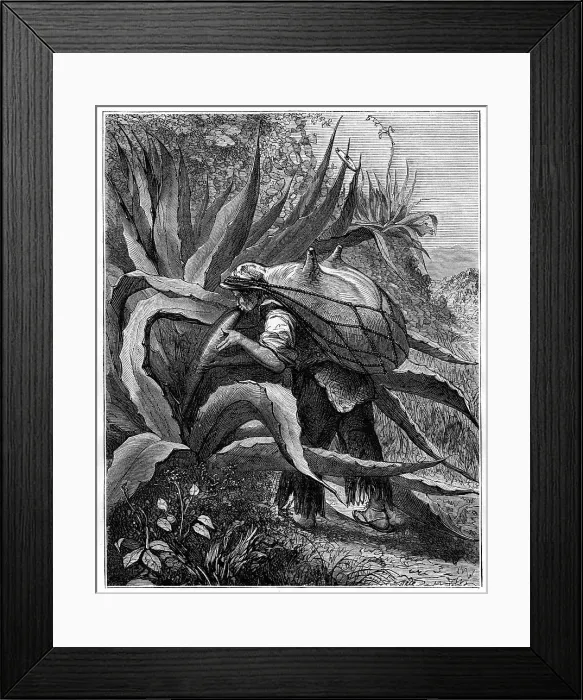 Framed Print : Indian extracting pulque, Mexico, 19th century Framed Print : Indian extracting pulque, Mexico, 19th century