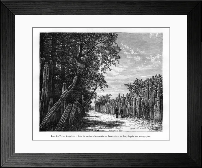 Framed Print : A hedge of arborescent cactus, Mexico, 19th century. Artist: Alexandre de Bar Framed Print : A hedge of arborescent cactus, Mexico, 19th century. Artist: Alexandre de Bar