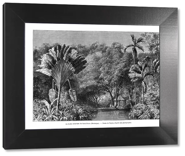 Botanical garden, Saint-Pierre, Martinique, 19th century. Artist: E de Berard