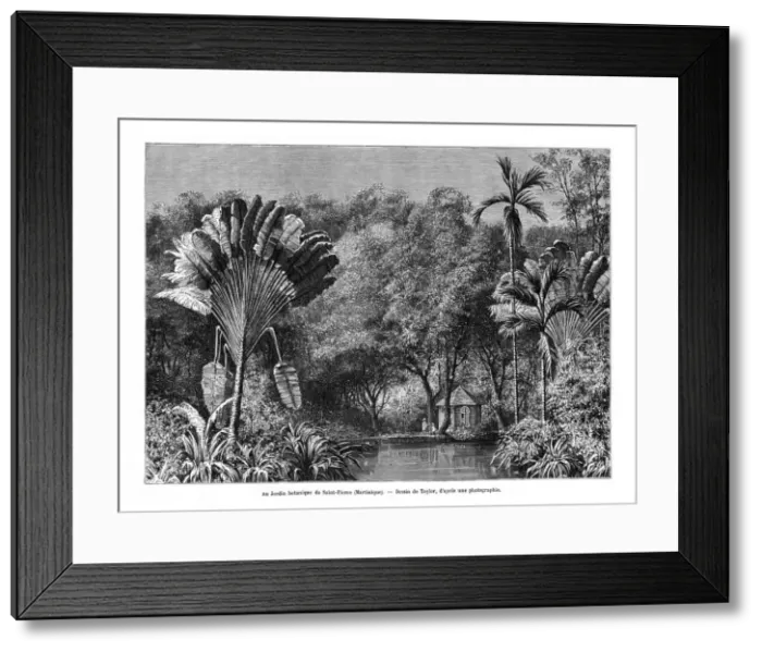 Framed Print : Botanical garden, Saint-Pierre, Martinique, 19th century. Artist: E de Berard Framed Print : Botanical garden, Saint-Pierre, Martinique, 19th century. Artist: E de Berard
