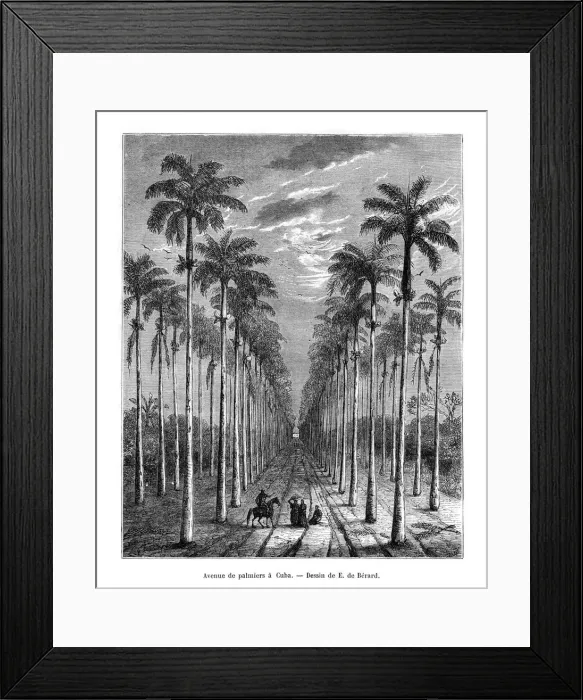 Framed Print : Avenue of palm trees, Cuba, 19th century. Artist: E de Berard Framed Print : Avenue of palm trees, Cuba, 19th century. Artist: E de Berard
