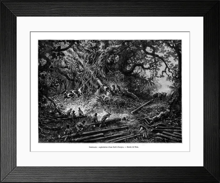 Framed Print : Mahogany tree logging, Guatemala, 19th century. Artist: Edouard Riou Framed Print : Mahogany tree logging, Guatemala, 19th century. Artist: Edouard Riou