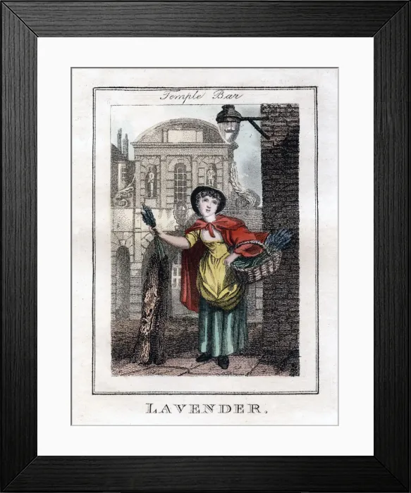 Framed Print : Lavender, Temple Bar, London, 1805 Framed Print : Lavender, Temple Bar, London, 1805