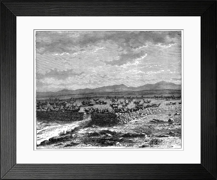 Framed Print : A South African cattle kraal, c1890 Framed Print : A South African cattle kraal, c1890