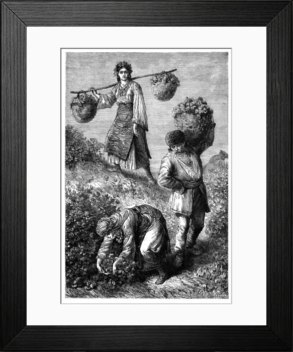 Framed Print : Peasants gathering roses in Roumelia, c1890 Framed Print : Peasants gathering roses in Roumelia, c1890