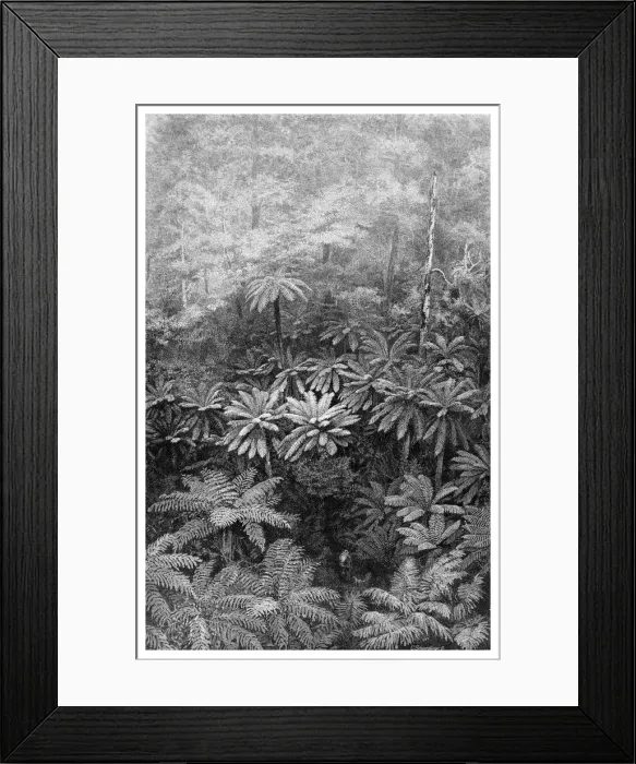 Framed Print : Fern Tree Gully, Australia, 1886 Framed Print : Fern Tree Gully, Australia, 1886