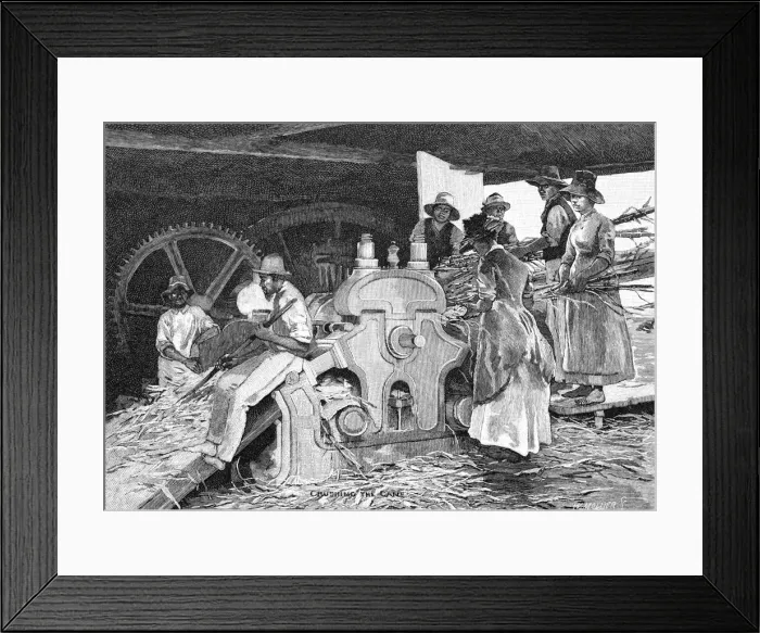 Framed Print : Crushing the Cane, 1886. Artist: W Mollier Framed Print : Crushing the Cane, 1886. Artist: W Mollier