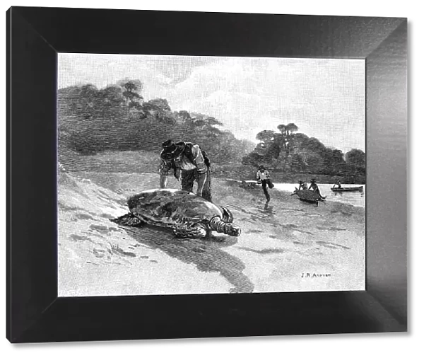 Turtle Catching, 1886. Artist: Julian Ashton
