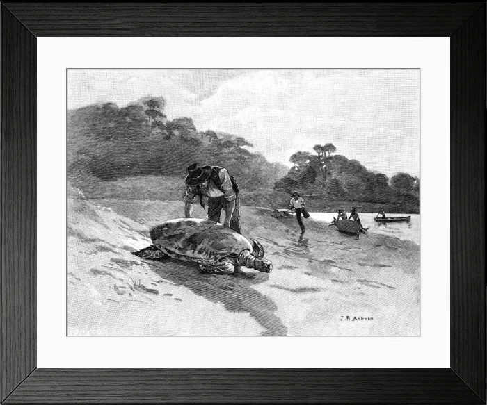 Framed Print : Turtle Catching, 1886. Artist: Julian Ashton Framed Print : Turtle Catching, 1886. Artist: Julian Ashton