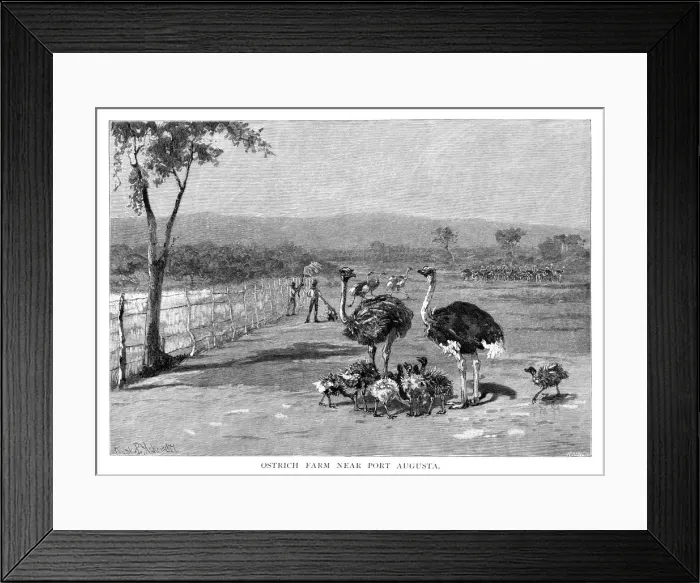 Framed Print : Ostrich farm near Port Augusta, South Australia, 1886. Artist: Frank P Mahony Framed Print : Ostrich farm near Port Augusta, South Australia, 1886. Artist: Frank P Mahony