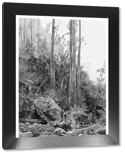 A gully in the Blue Mountains, Australia, 1886. Artist: Frederic B Schell