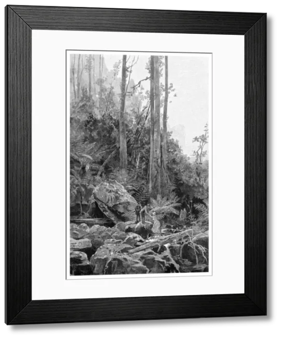 Framed Print : A gully in the Blue Mountains, Australia, 1886. Artist: Frederic B Schell Framed Print : A gully in the Blue Mountains, Australia, 1886. Artist: Frederic B Schell
